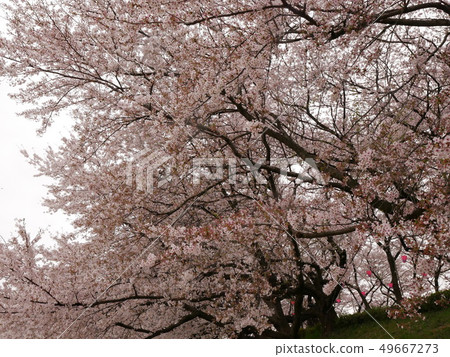 櫻桃樹 49667273