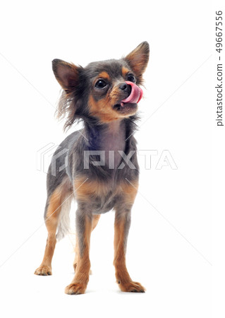 hungry chihuahua hungry chihuahua 49667556