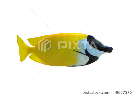 Fox Faced Rabbit Fish Fox Faced Rabbit Fish 49667570