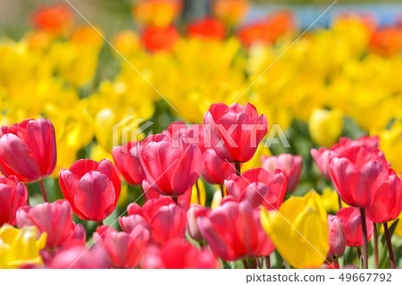 Tulip field in full bloom Tulip field in full bloom 49667792