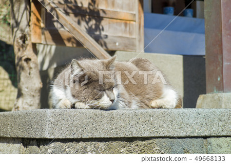 A cat in a nap A cat in a nap 49668133