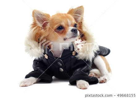 chihuahua dressed chihuahua dressed 49668155