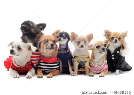seven chihuahuas seven chihuahuas 49668156