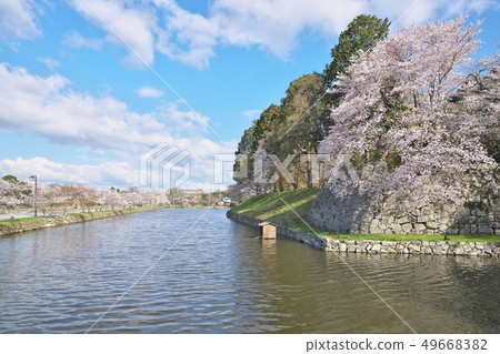 在彥根城的櫻花 49668382
