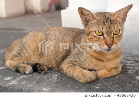 Brown cat with yellow eyes and a crescent of black Brown cat with yellow eyes and a crescent of black 49668420