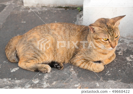 Brown cat with yellow eyes and a crescent of black 49668422