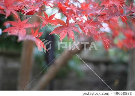 Autumn leaves after the rain (Nara) Autumn leaves after the rain (Nara) 49668888