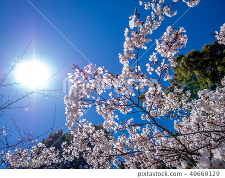 [Shizuoka Prefecture Izu City] Cherry blossoms in full bloom 49669129