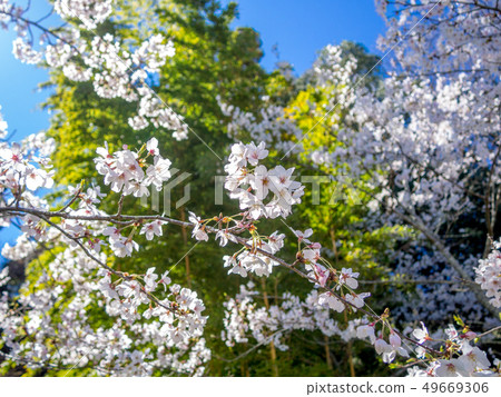 [Shizuoka Prefecture Izu City] Cherry blossoms in full bloom 49669306