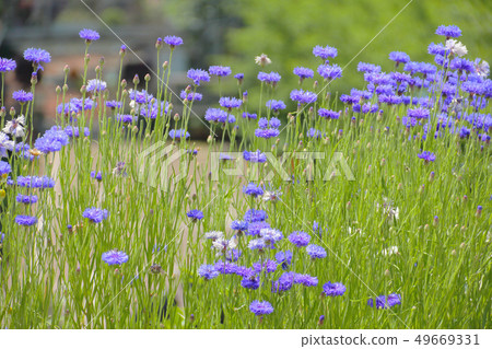 Early summer flower garden 49669331