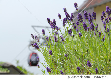 Early summer flower garden Early summer flower garden 49669339