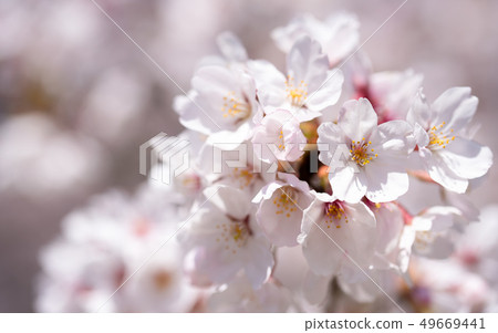 Cherry blossoms from Minamisenri Park Cherry blossoms from Minamisenri Park 49669441