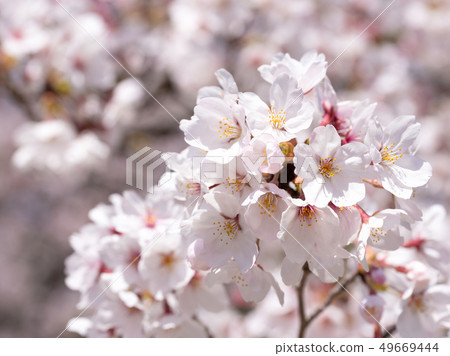 Minamisenri公園的櫻花 49669444