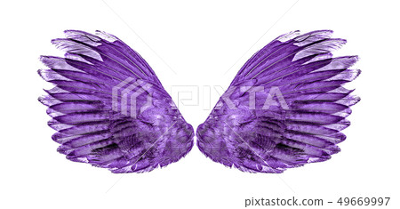 Angel wings an isolated on background Angel wings an isolated on background 49669997