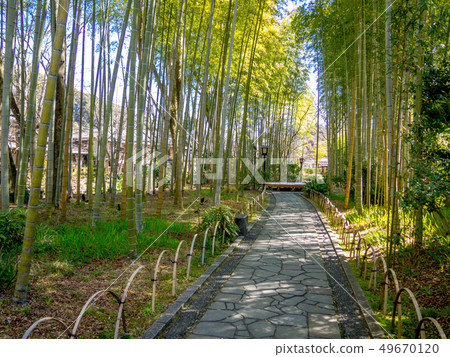 [靜岡縣伊豆市]春天修善寺溫泉區的風景[竹林的小徑] 49670120