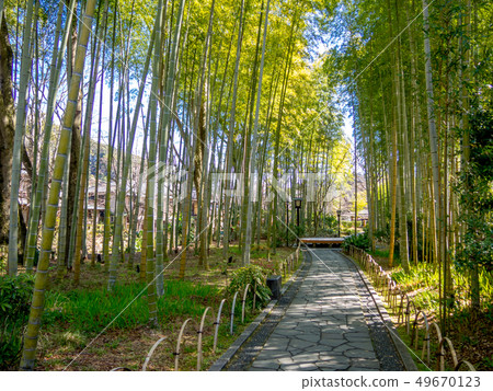 [Shizuoka Prefecture Izu City] Scenery of Shuzenji hot spring area in spring [small diameter of bamboo grove] 49670123