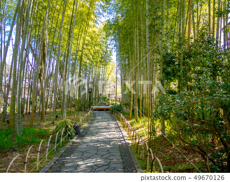 [Shizuoka Prefecture Izu City] Scenery of Shuzenji hot spring area in spring [small diameter of bamboo grove] 49670126