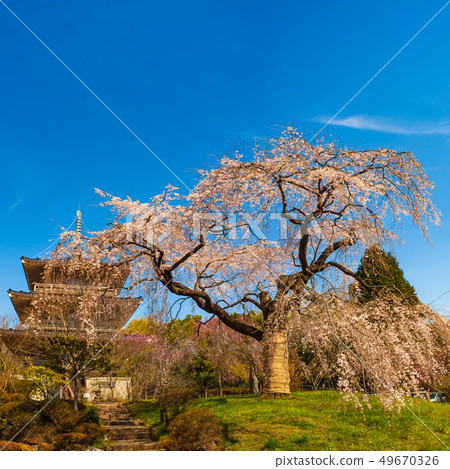 Josenji的垂枝櫻花 49670326