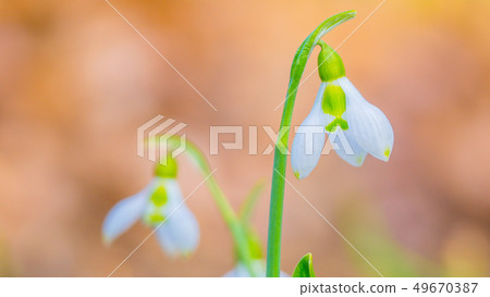 Snowdrop 16: 9 49670387