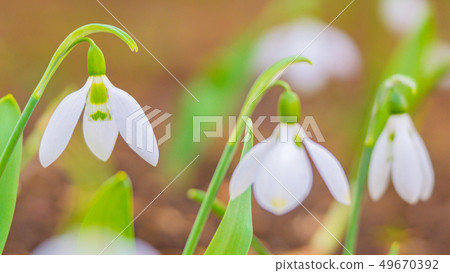 雪花蓮16：9 49670392