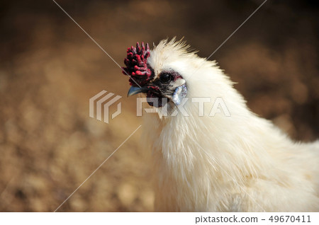 Chicken Chicken 49670411