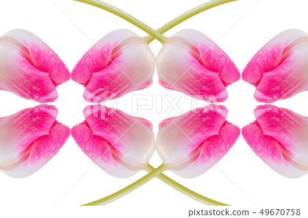 鬱金香樣式，白色背景 49670758