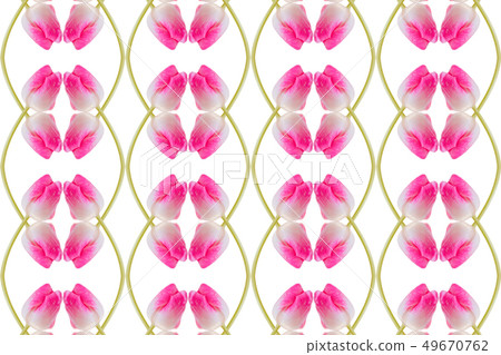 鬱金香樣式,白色背景 鬱金香樣式,白色背景 49670762