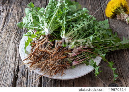 Whole dandelion plants with roots on a plate 49670814
