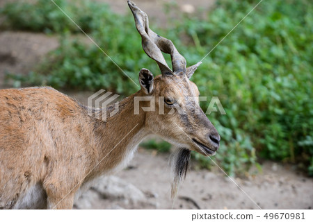 Female of Billygoat 49670981
