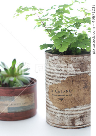 Houseplants in remake can be decorated over white curtain Houseplants in remake can be decorated over white curtain 49671235