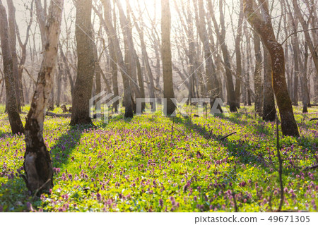 Spring forest Spring forest 49671305
