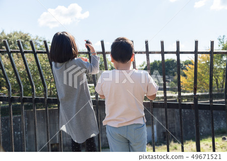 Child watching animals over fence 49671521