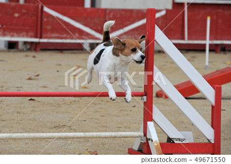 beagle in agility 49671550