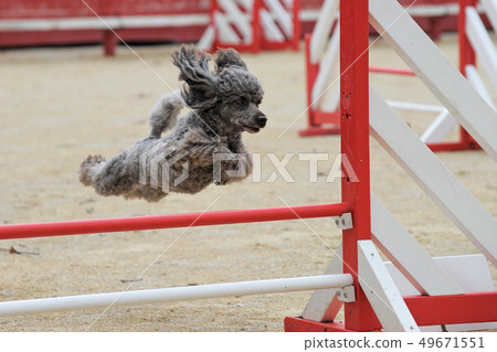 poodle in agility 49671551