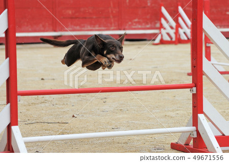 australian cattle dog in agility 49671556