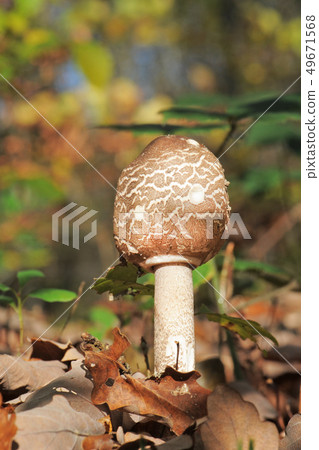 Macrolepiota procera or Parasol mushroom 49671568