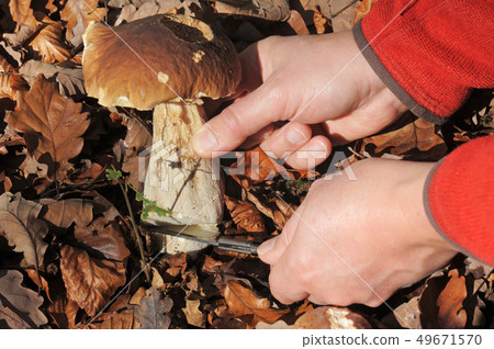 Picking bolete mushroom 49671570