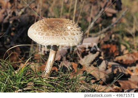 Macrolepiota procera or Parasol mushroom Macrolepiota procera or Parasol mushroom 49671571