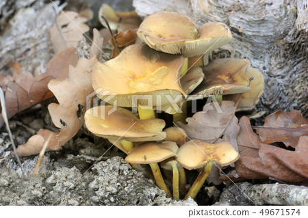 wood fungus wood fungus 49671574