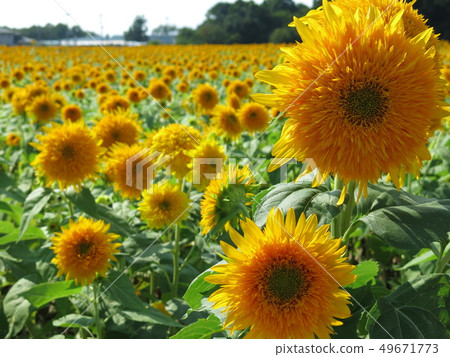 Akeno Himawari no Sato (Akino Sunflower Festival) with double-layered sunflowers 49671773
