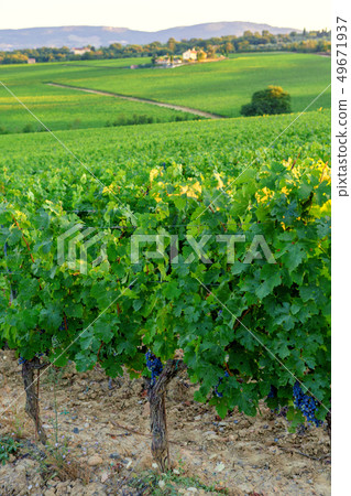Landscape in Tuscany Landscape in Tuscany 49671937