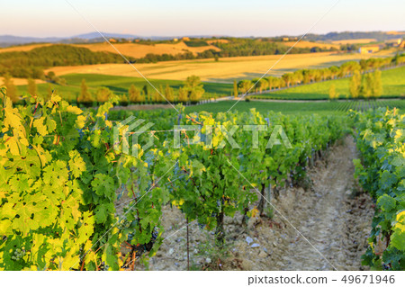 Landscape in Tuscany Landscape in Tuscany 49671946