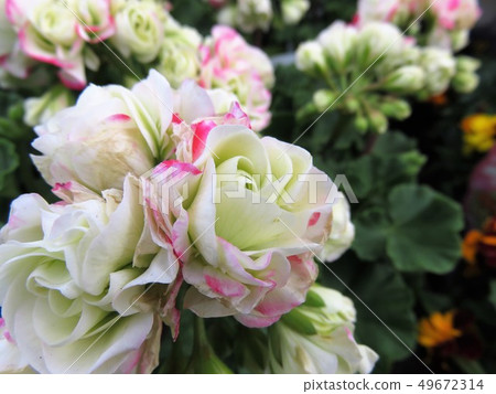 Geranium Angel Bouquet Stock Photo