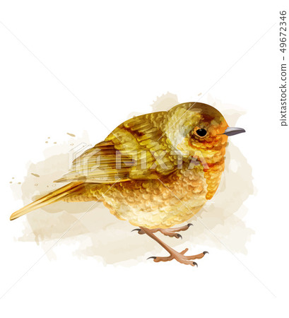 Small sparrow vector watercolor. cute bird 49672346