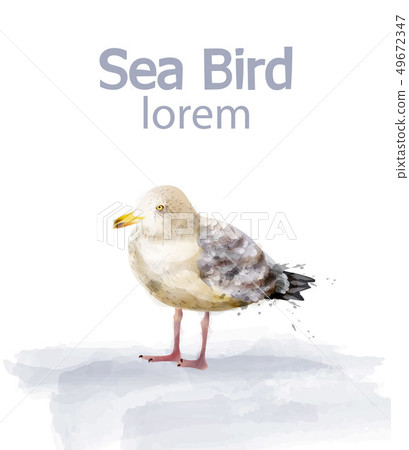 Seabird vector watercolor. cute bird isolated on 49672347