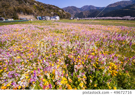 (Shizuoka Prefecture) Matsuzaki Town, a flower field that used rice fields 49672716