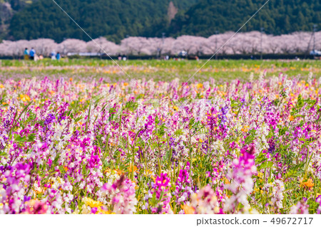 (Shizuoka Prefecture) Matsuzaki Town, a flower field that used rice fields (Shizuoka Prefecture) Matsuzaki Town, a flower field that used rice fields 49672717