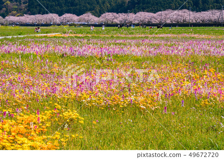 (Shizuoka Prefecture) Matsuzaki Town, a flower field that used rice fields 49672720