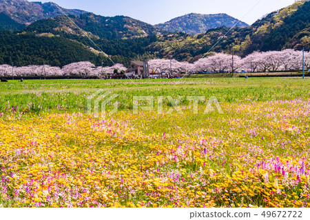 (Shizuoka Prefecture) Matsuzaki Town, a flower field that used rice fields 49672722