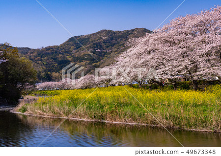 （靜岡縣）松崎町·櫻花櫻花河 49673348